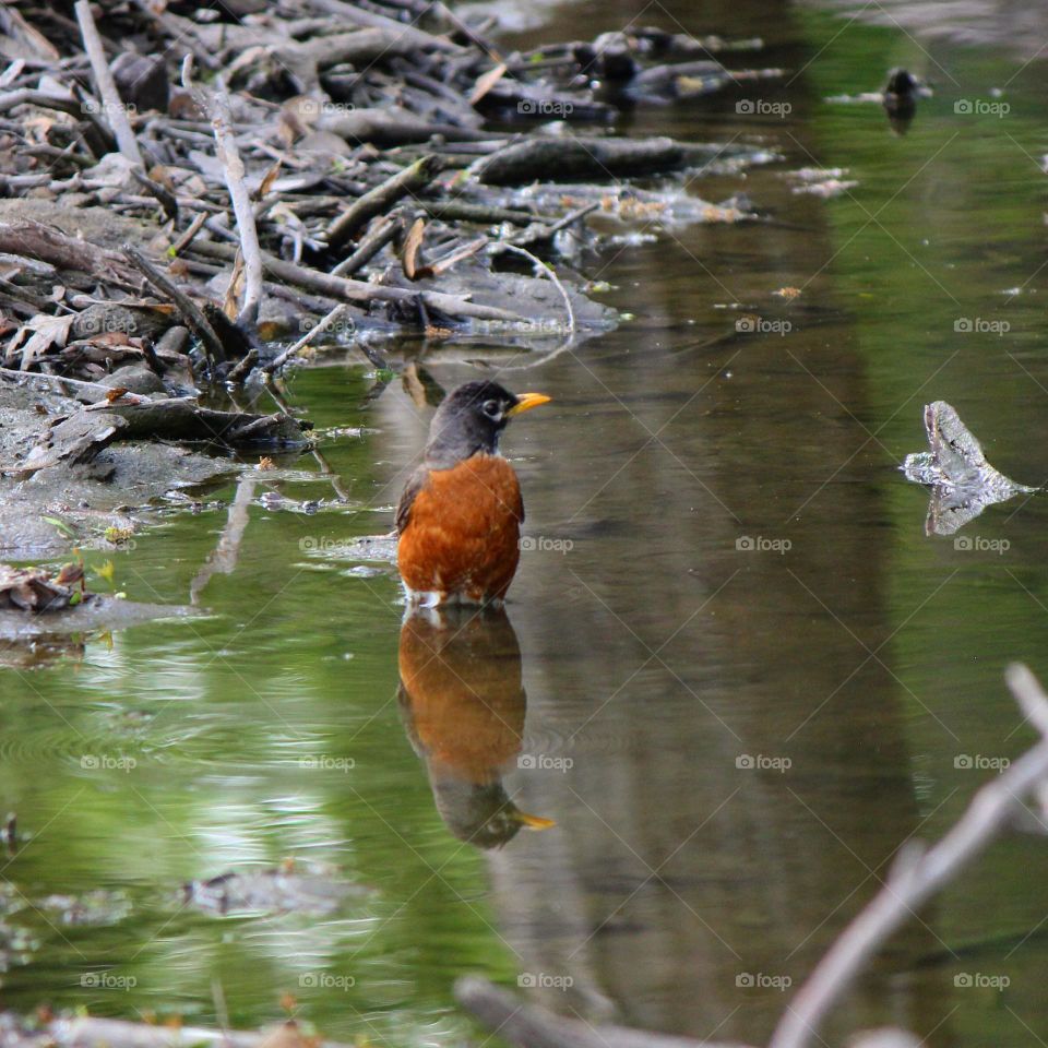 Double vision. A robin resting in the water ready to splash around but checking for others first. 