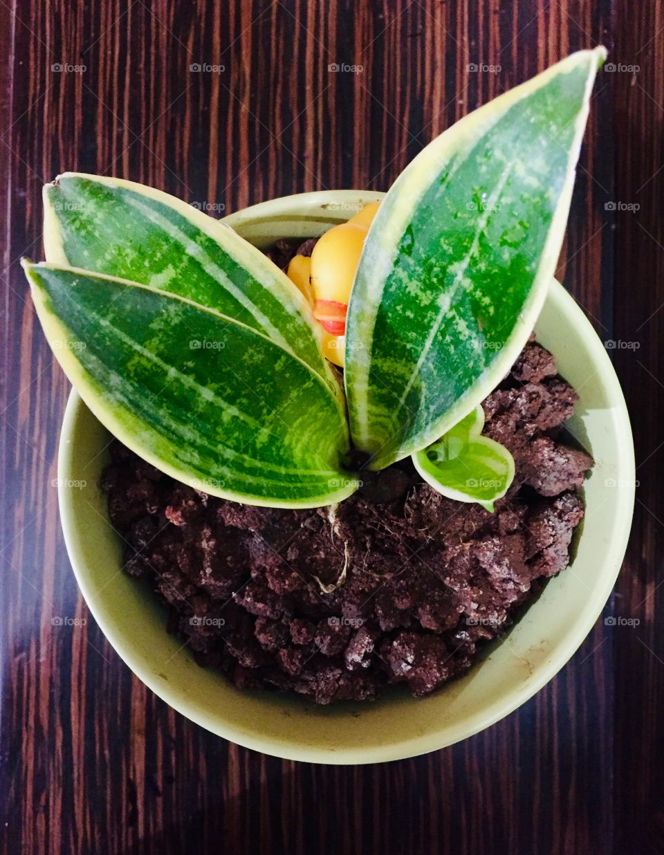 Hidden snake in water and a duck 