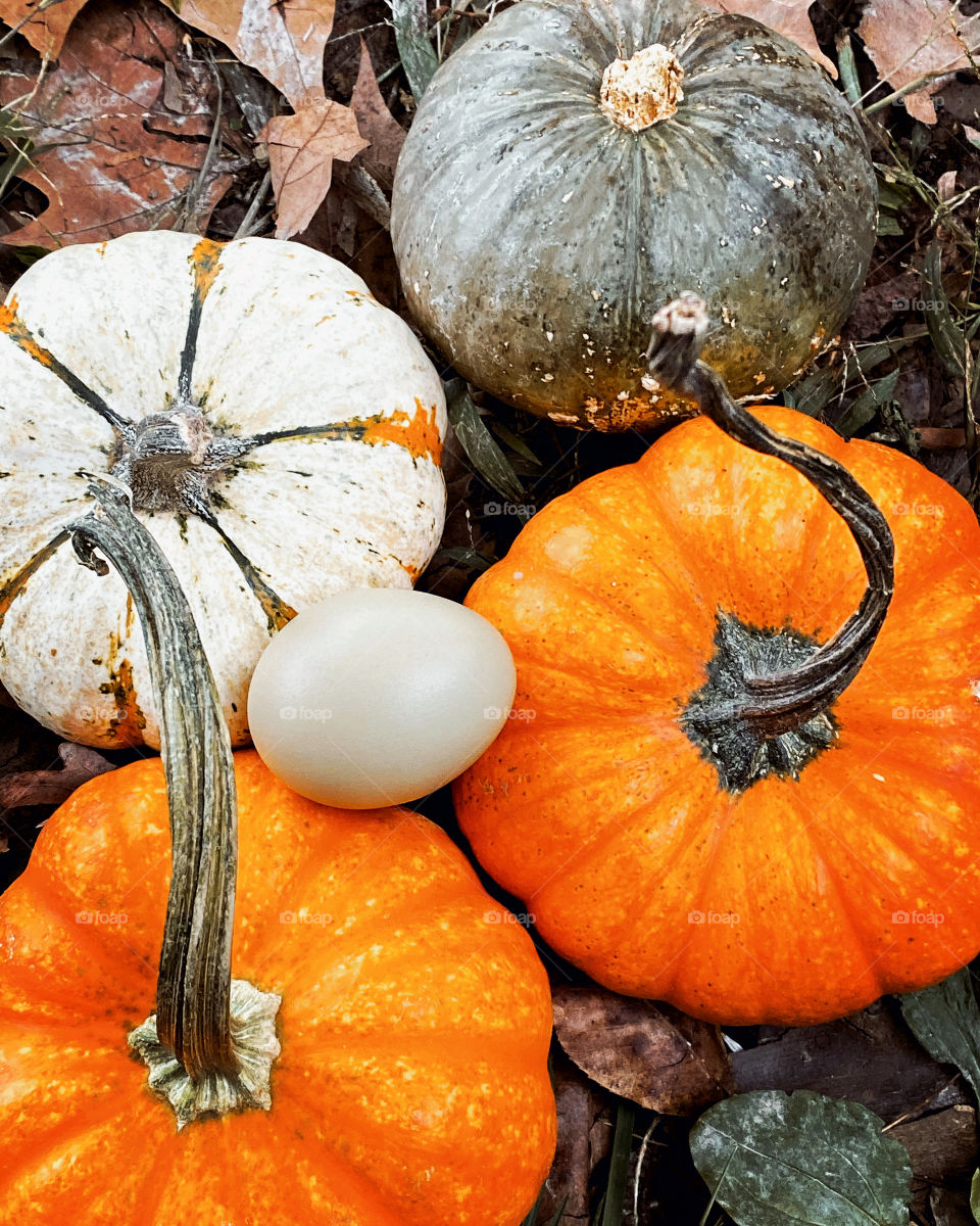 Egg and pumpkins