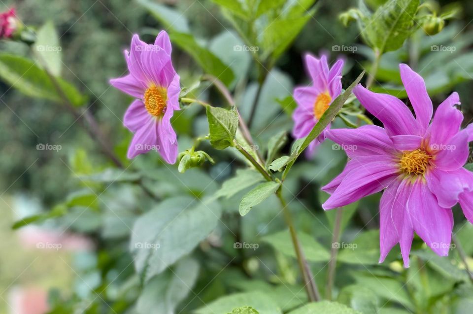 Flowering beautifully 
