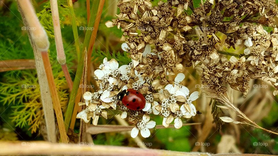 Lady Bug