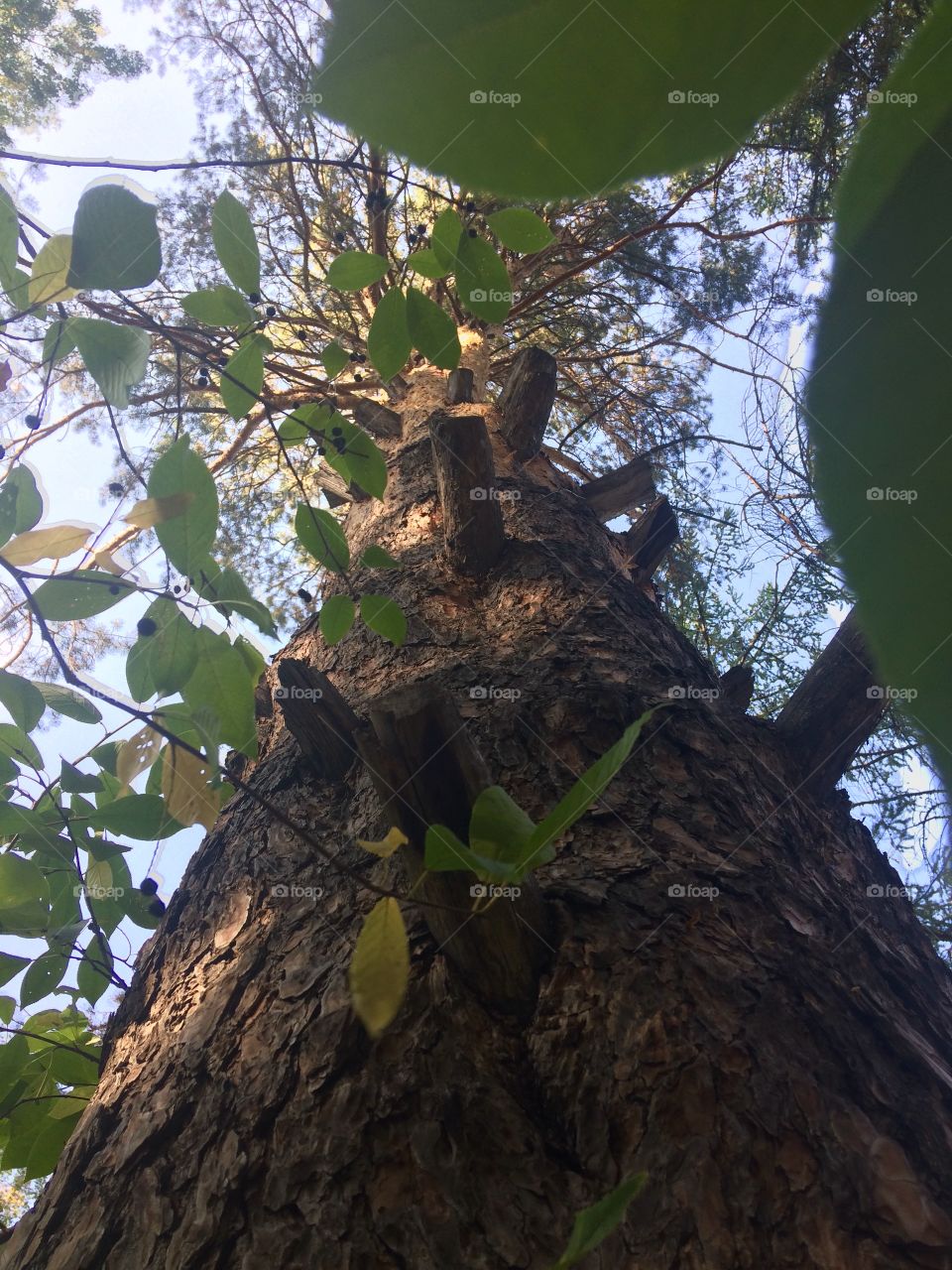 Pine tree leaves forest Russia tree branches view