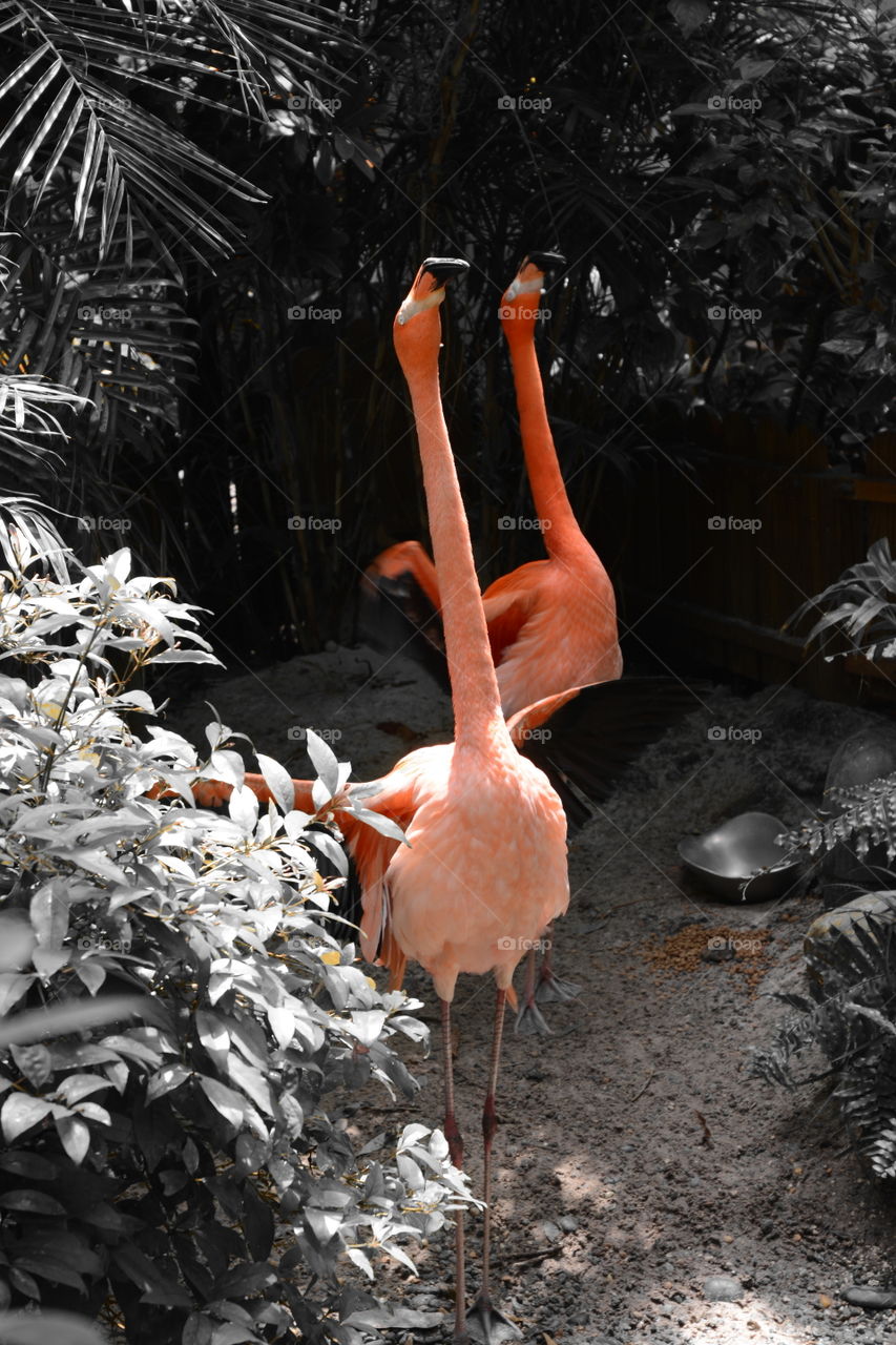 Mr and Mrs Flamingo