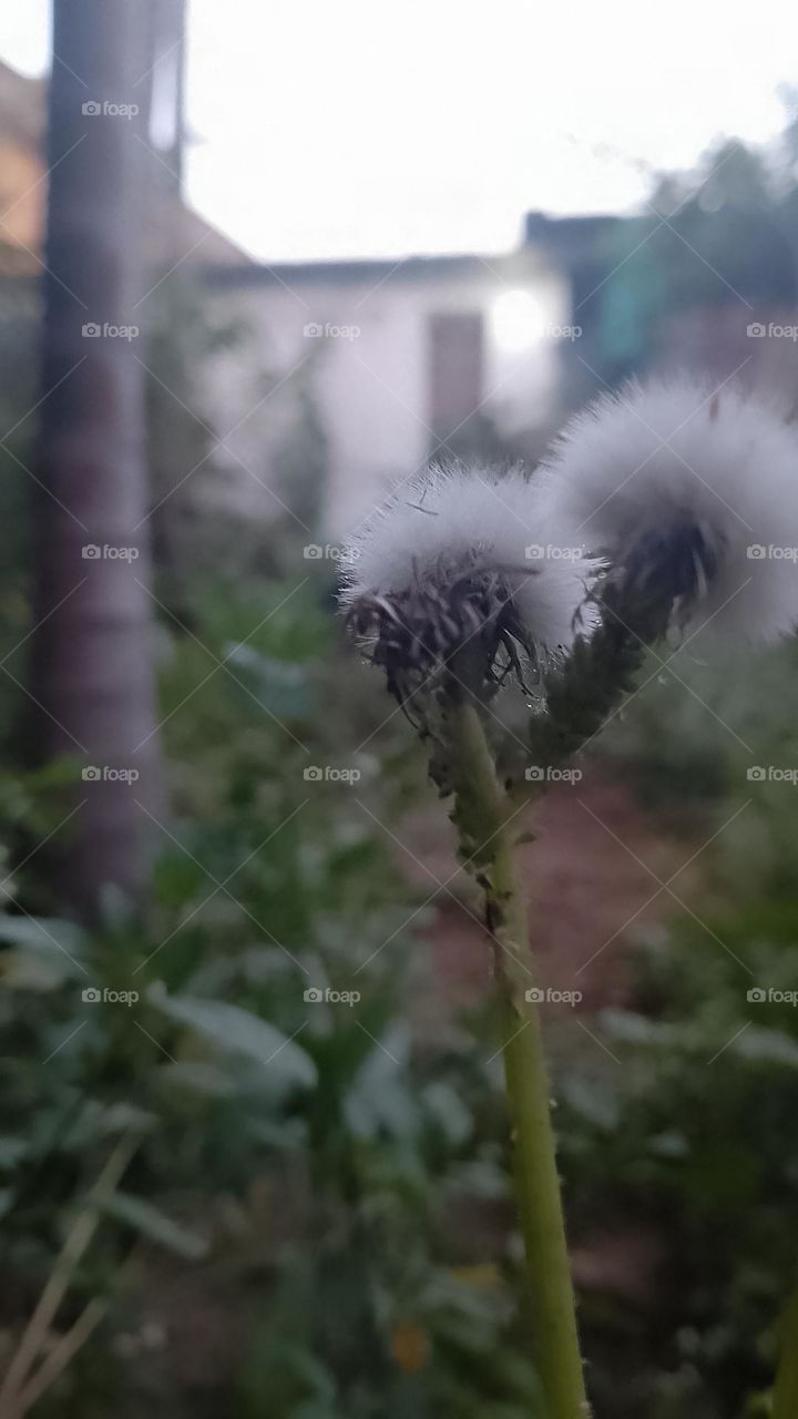 nature flower 🌹🌺