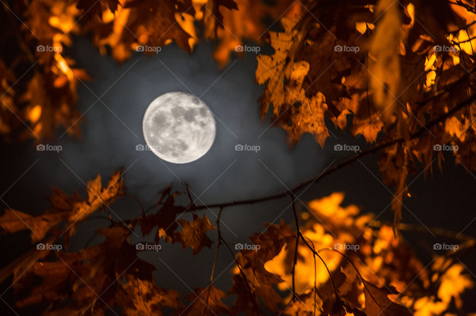 A harvest moon in autumn illuminates the night sky and orange leafs around it