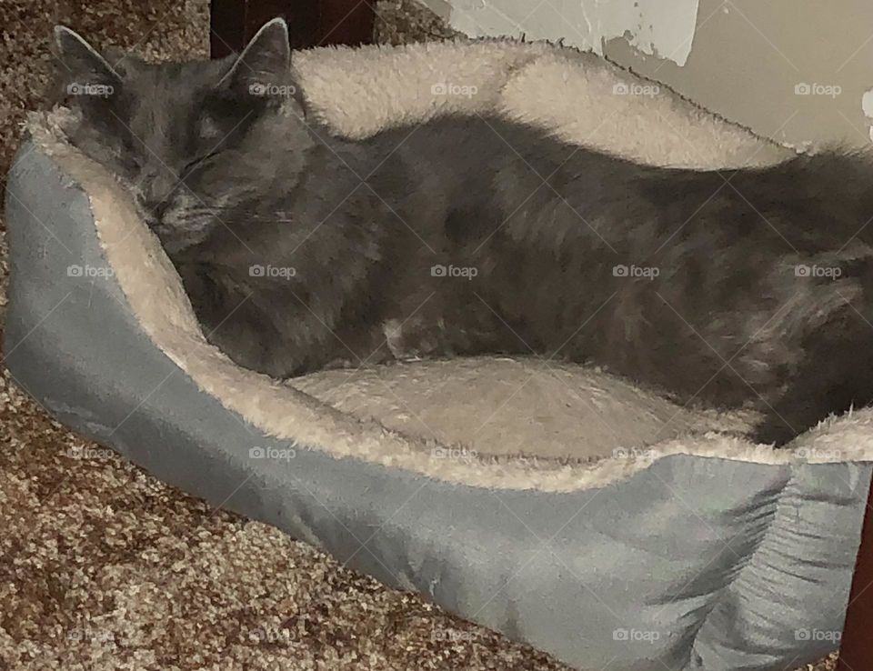 Grey kitten sleeping on a cat bed 