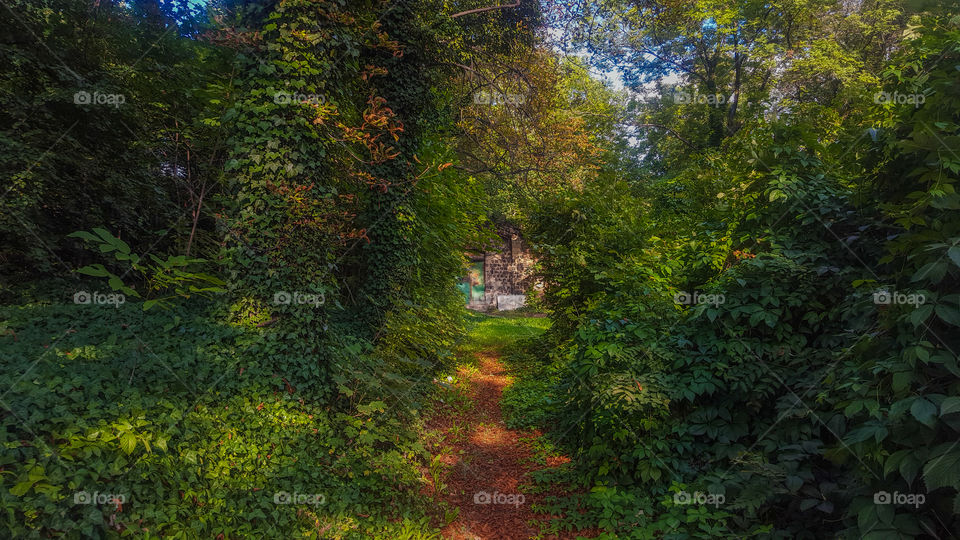 House in the dark forest