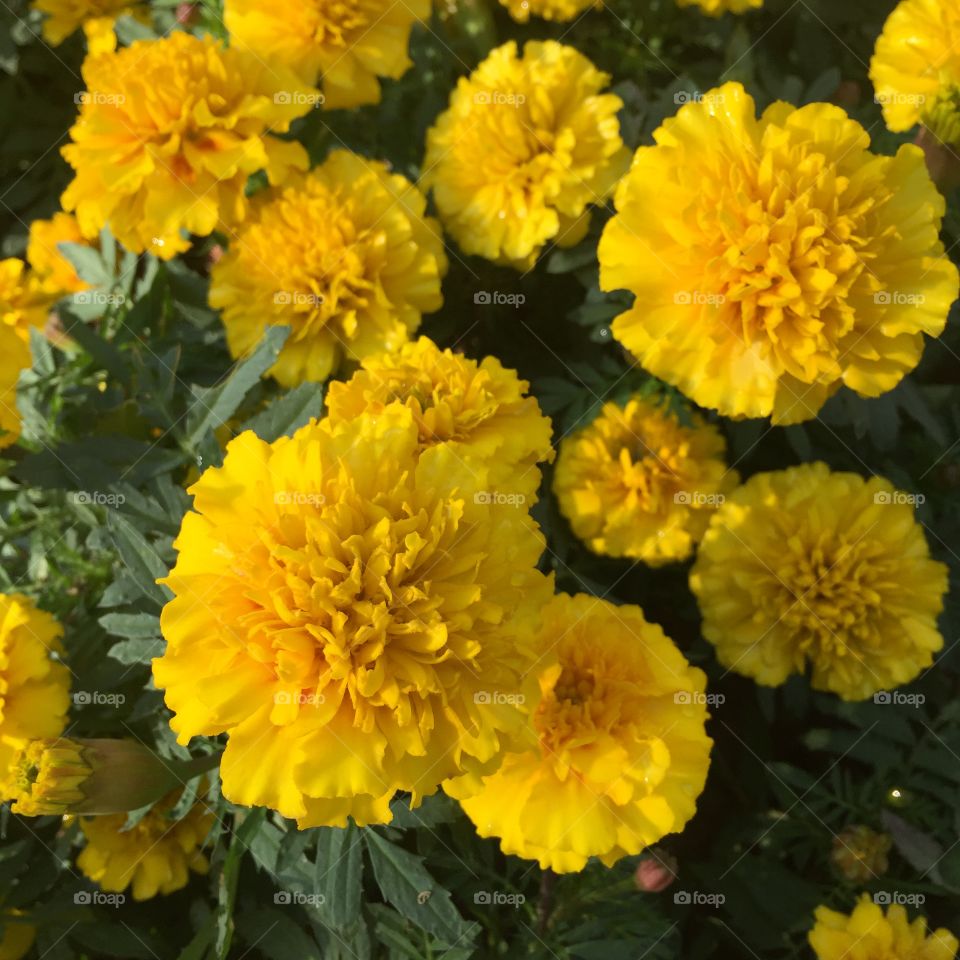 Beautiful yellow flowers close up 
