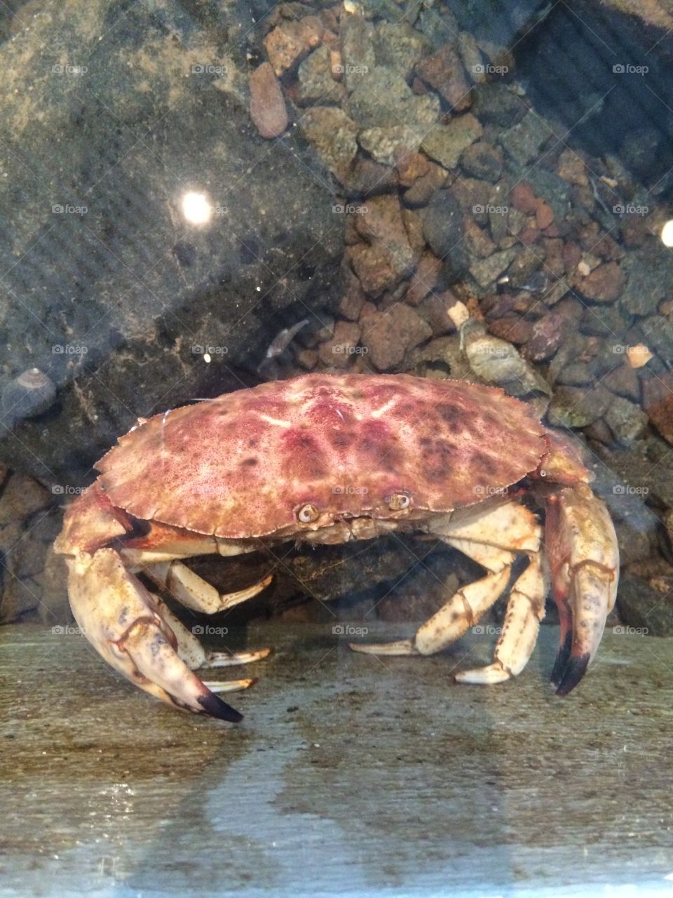 Crab
