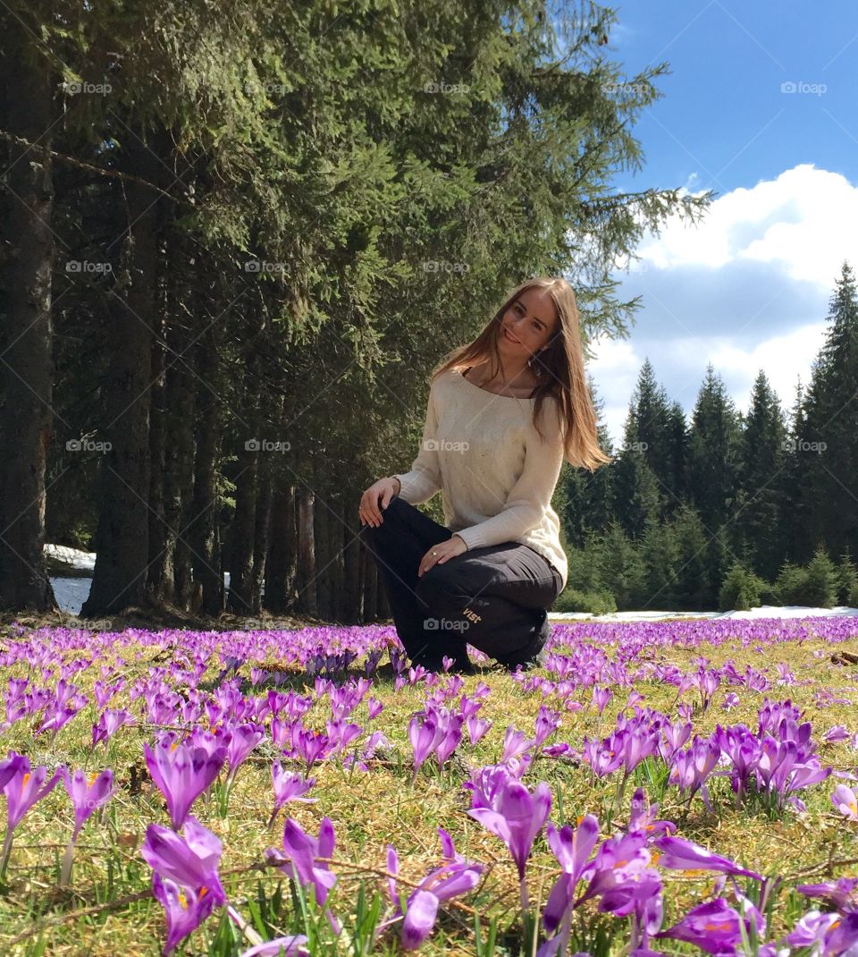 Crocuses in magical forest