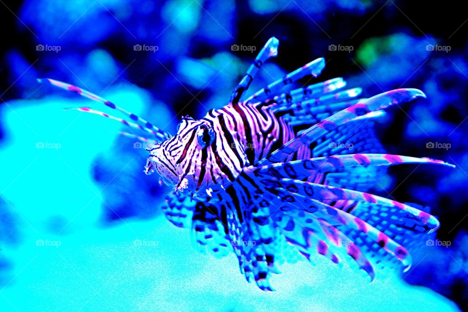 Lion Fish