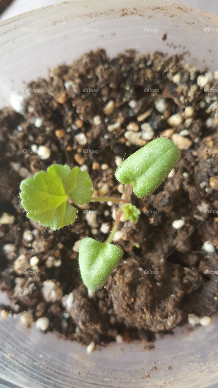 Geranium Seedling