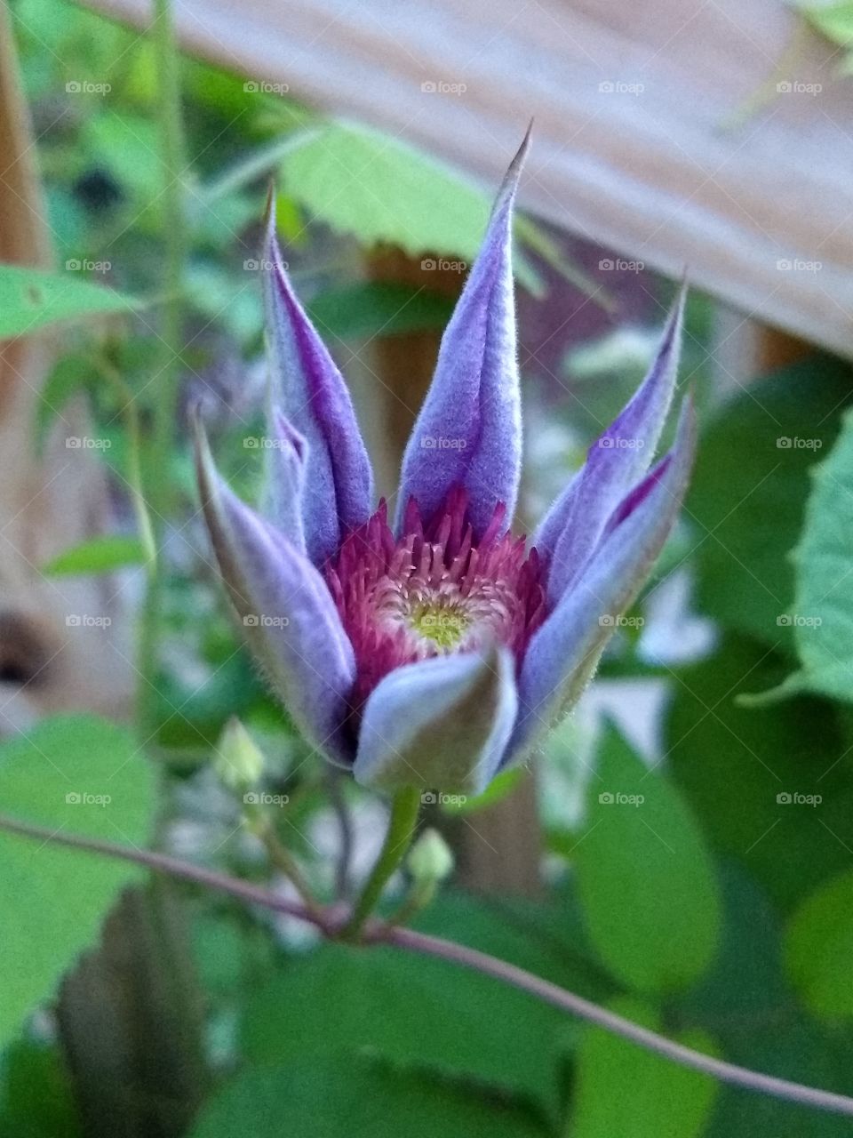 Clematis in my backyard