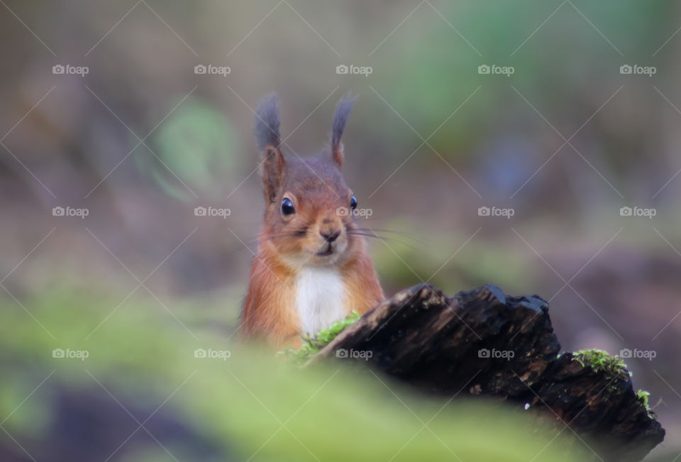 Squirrel behind a wood trunk