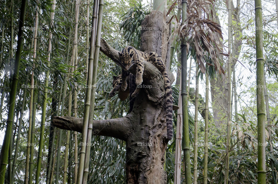 sleeping in the tree. resting on a branch