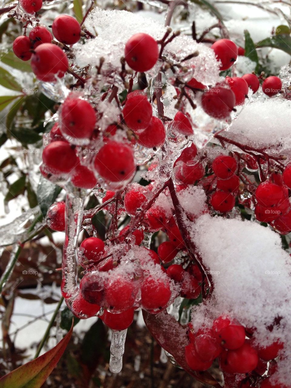 Frozen berries 