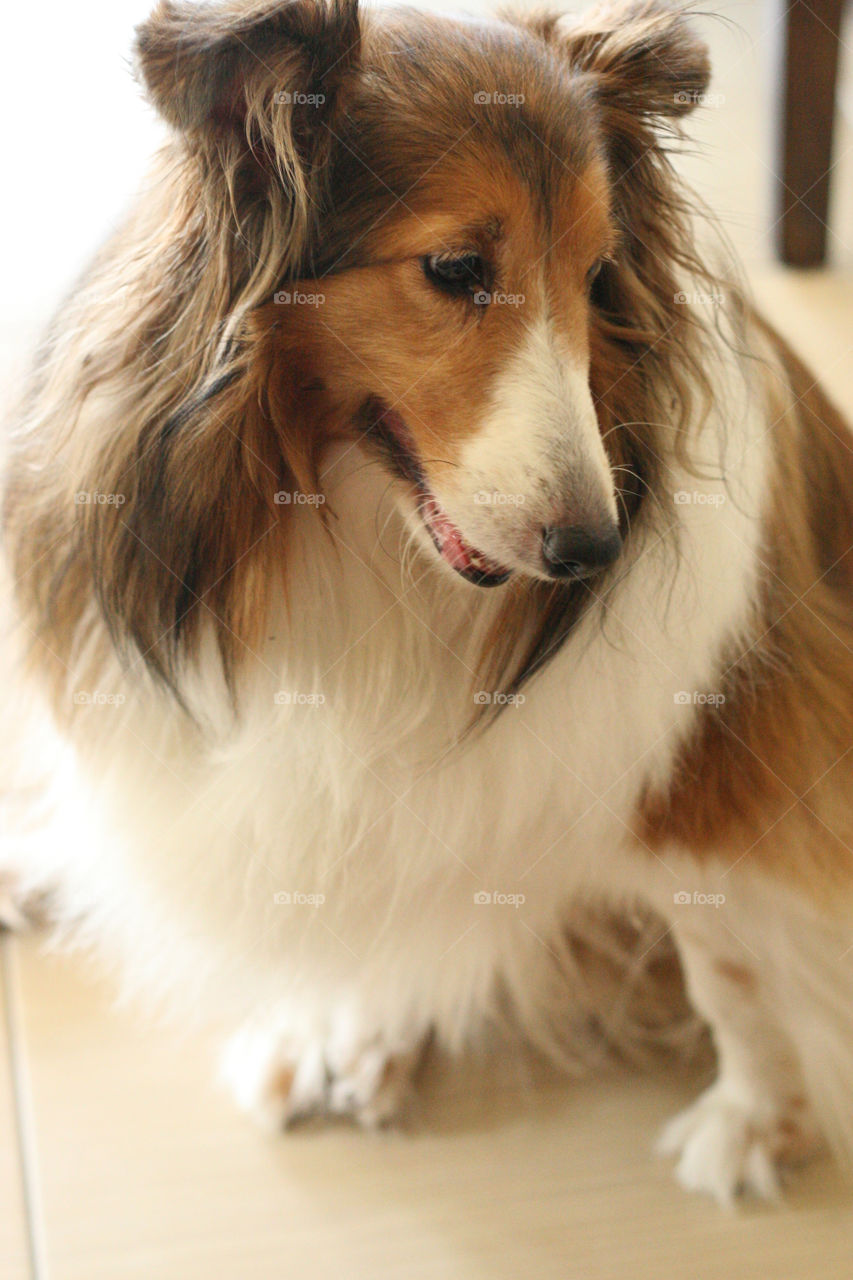 Sheltie