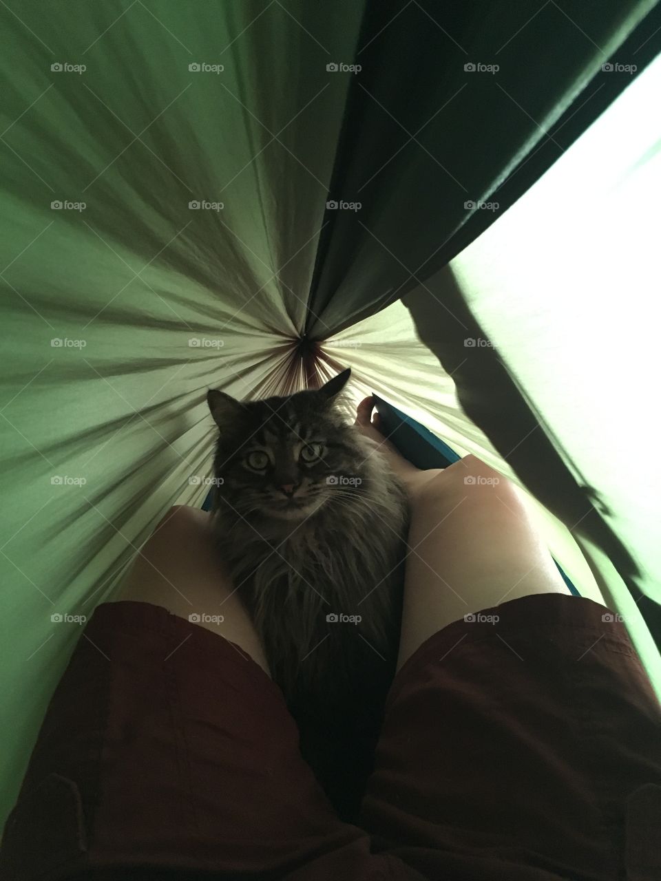 Cat in the hammock 