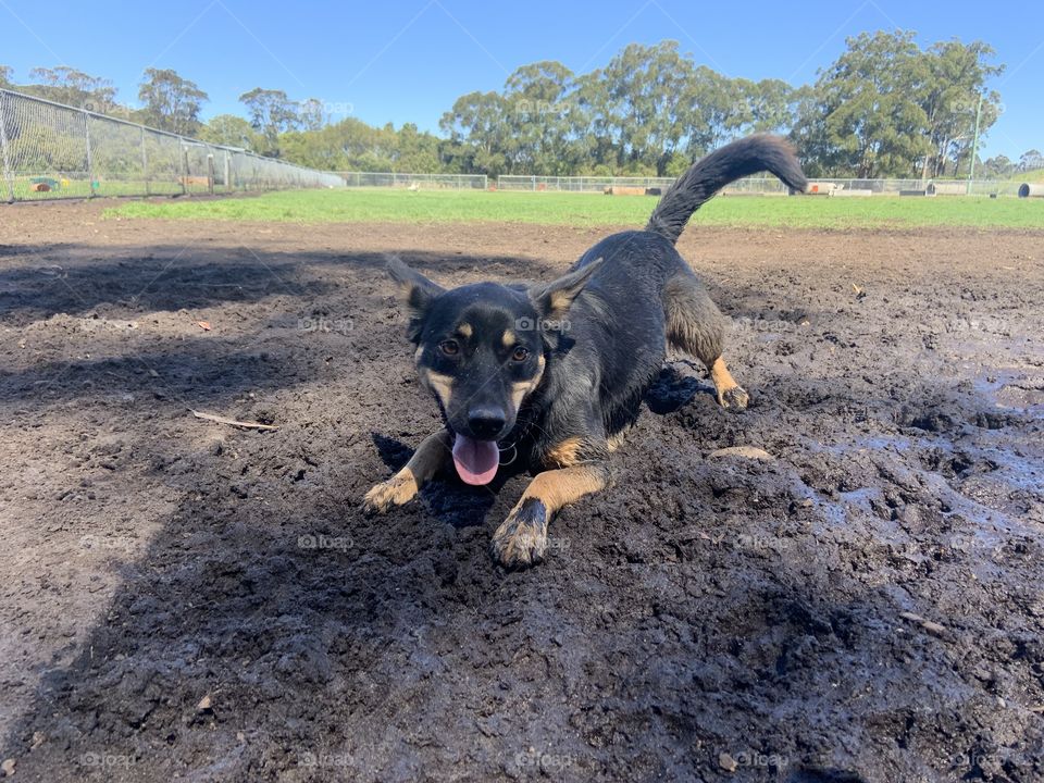 Tessa the Kelpie having some fun in the mud pit she found after a few days of rain! 