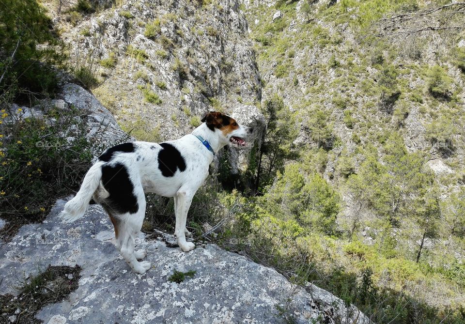 perro en la montaña