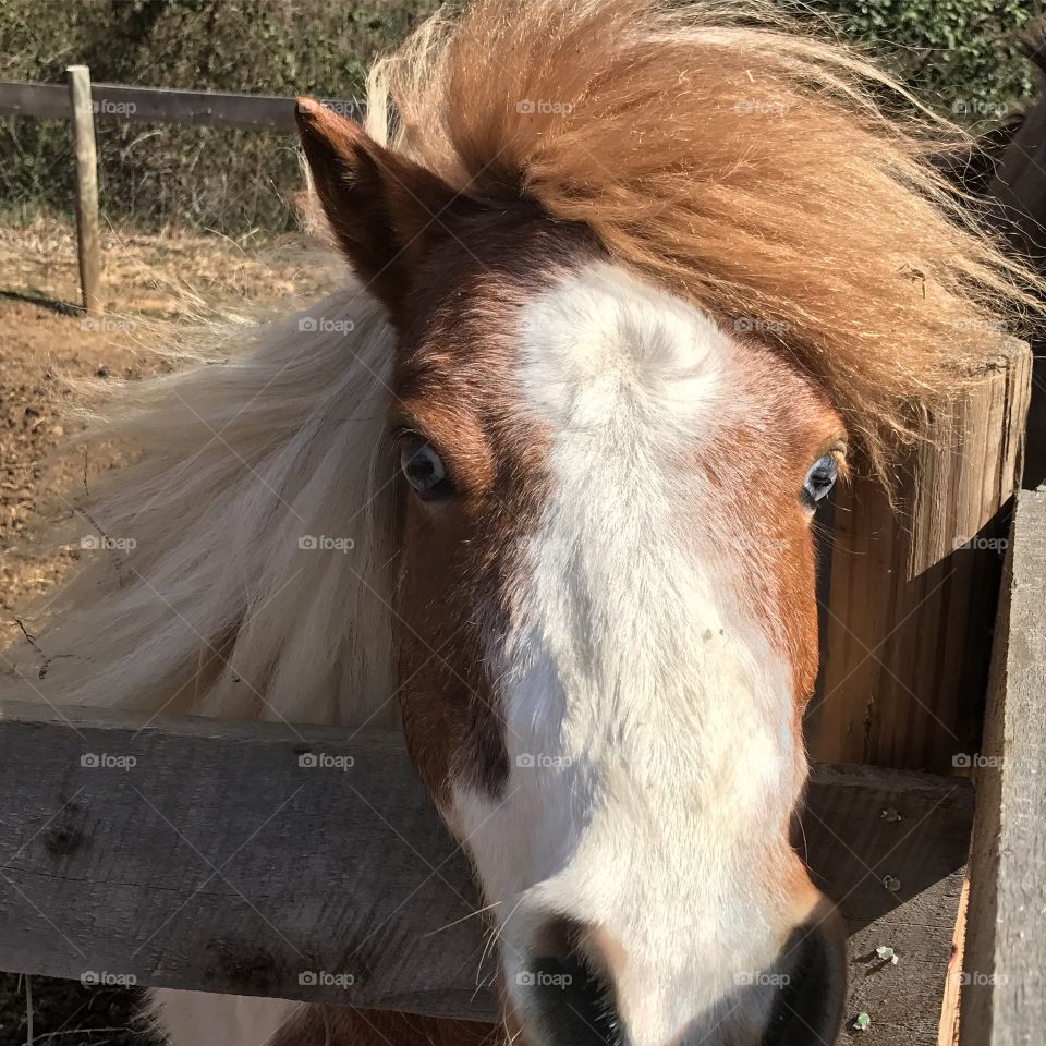 The wind in my mane