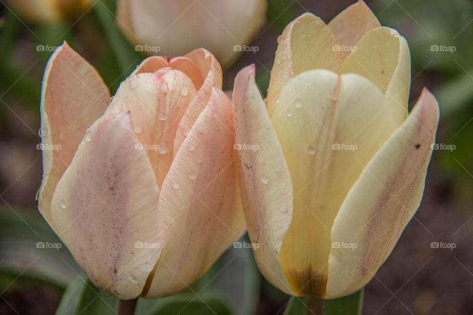 Tulips and water droplets 