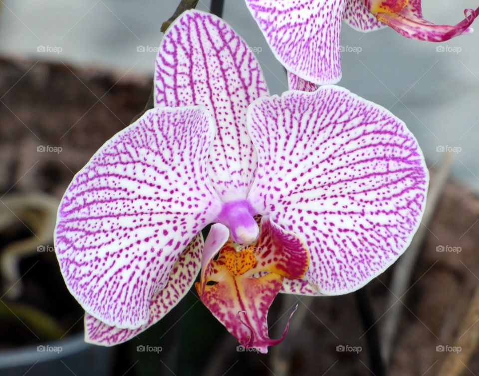 Orchid 1