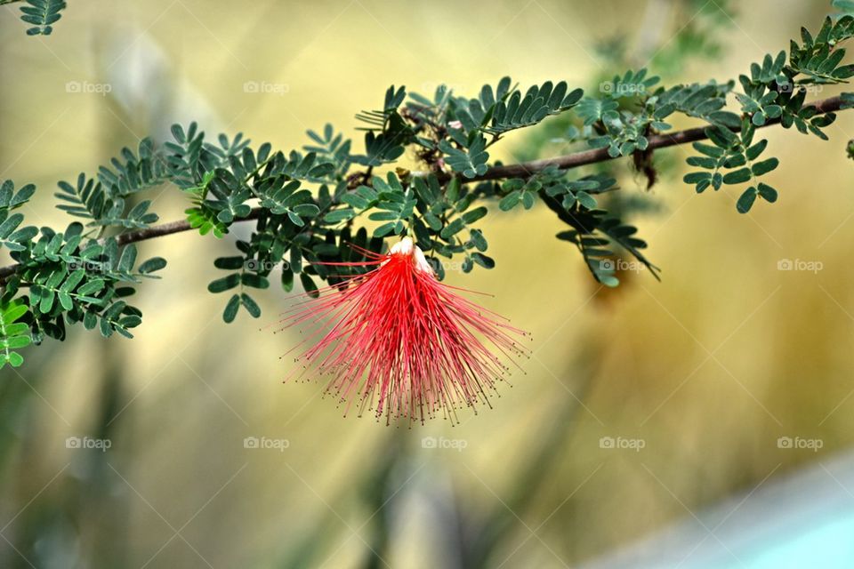 Red spiky flower