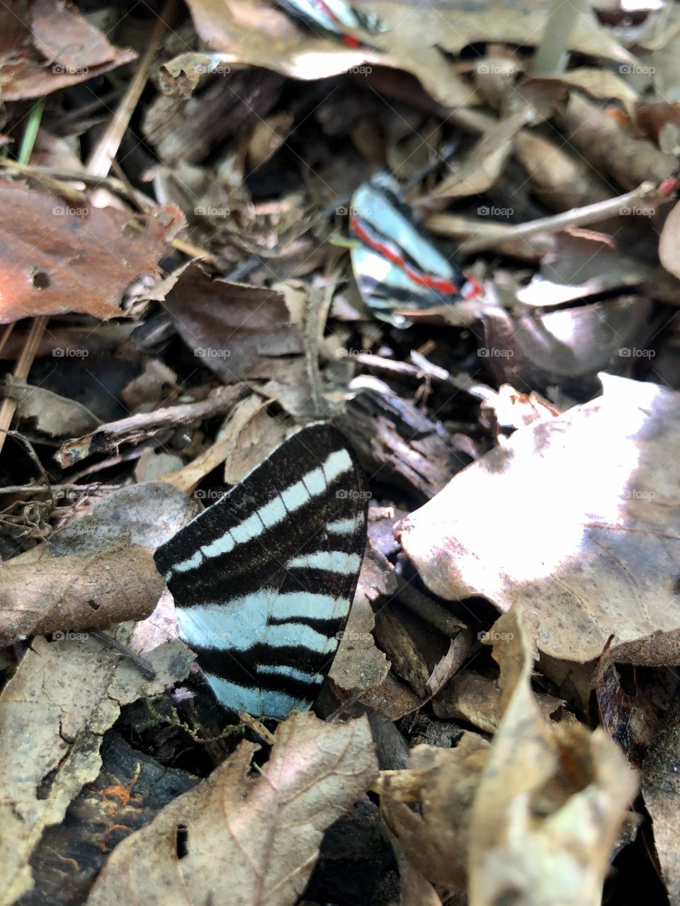 Butterfly wings returning to nature