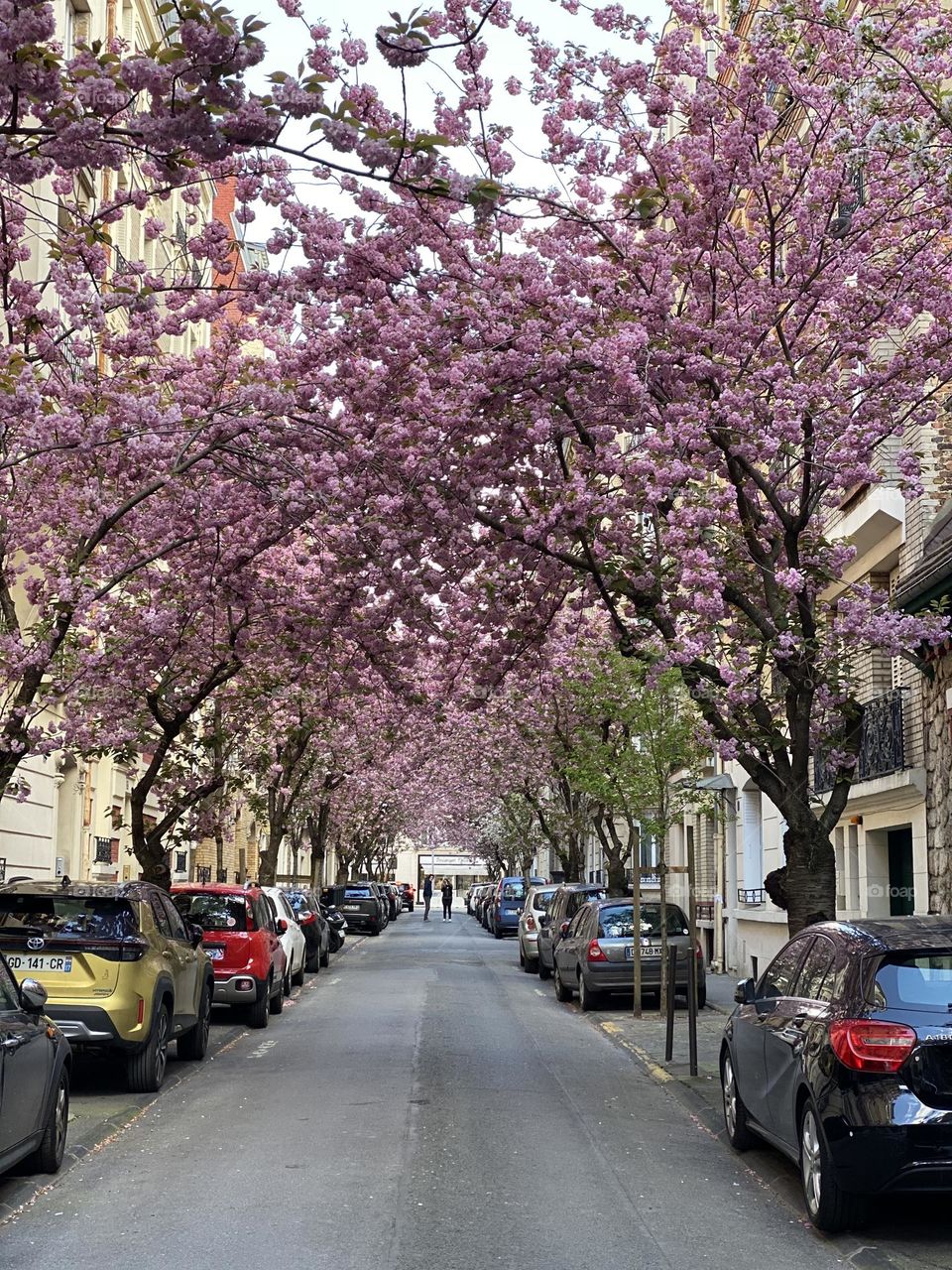 Cherry blossoms canopy over street in Paris, France