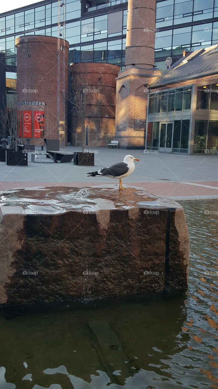 seagull. Random seagull  outside school