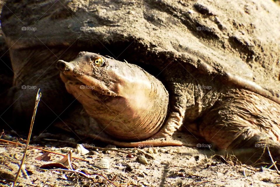 Soft Shelled turtle out of the lake digging a nest in the sand.