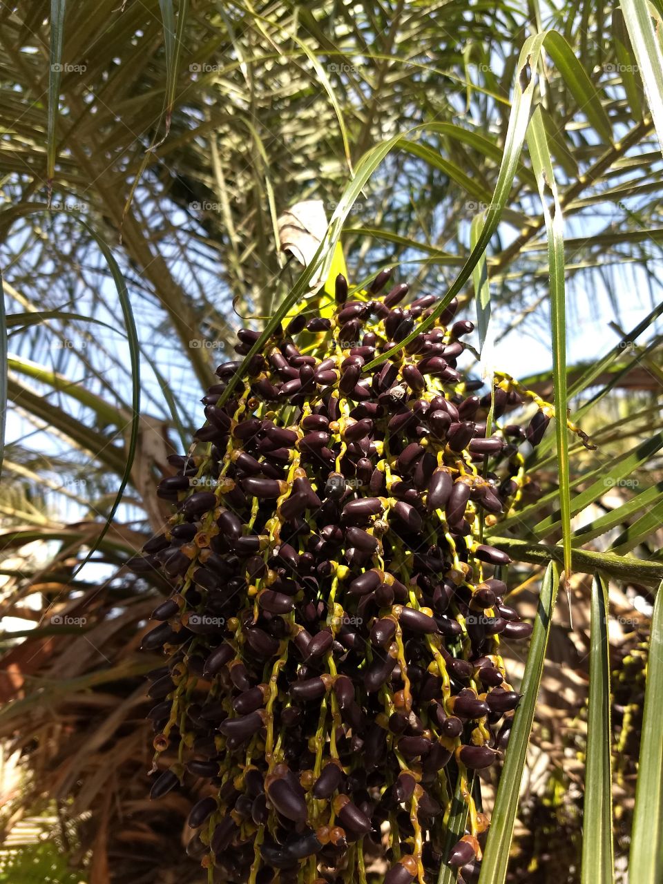 seeds, green and Blue