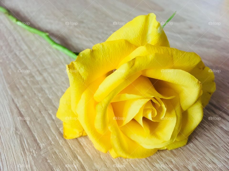 Yellow roses