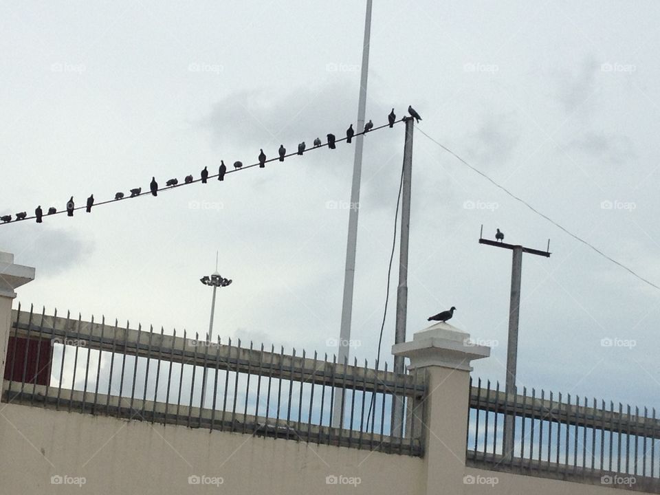 Birds on the line