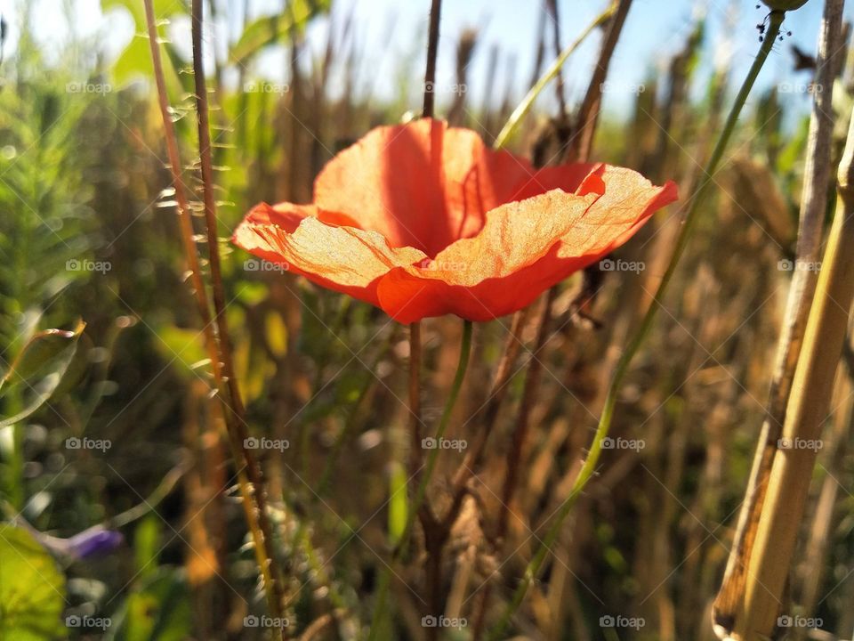 Poppy flower in the field in the summer. Green field. Nature photography