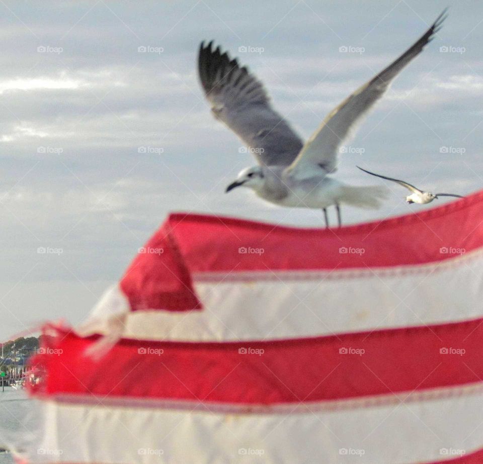 patriotic seagull