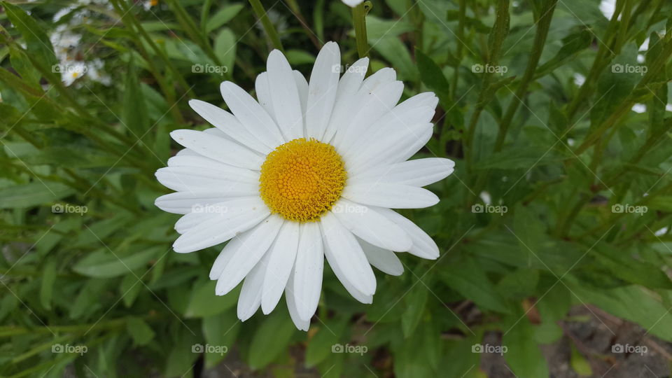 daisy