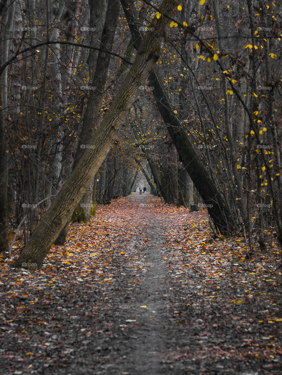 Autumn trees in the park