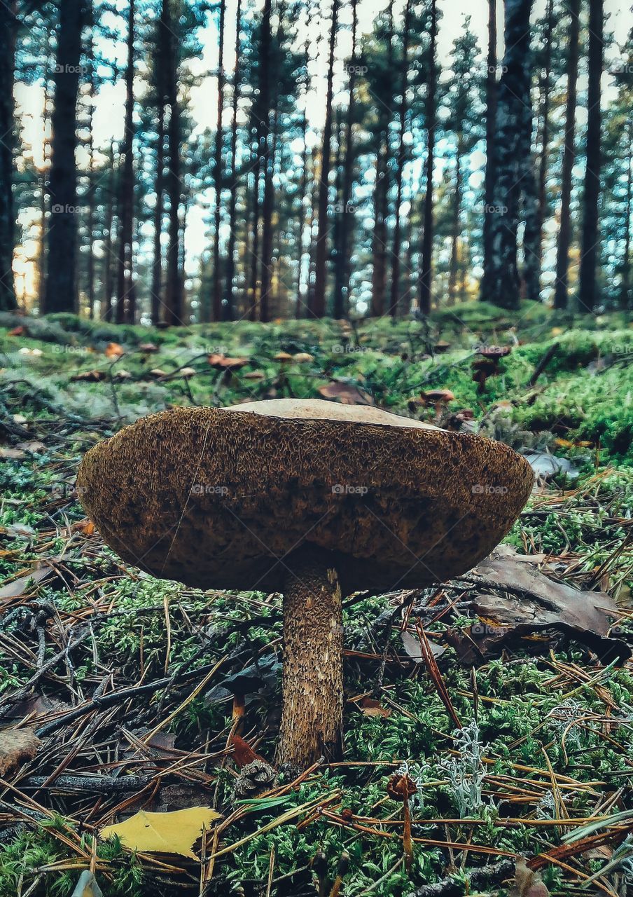 mushroom