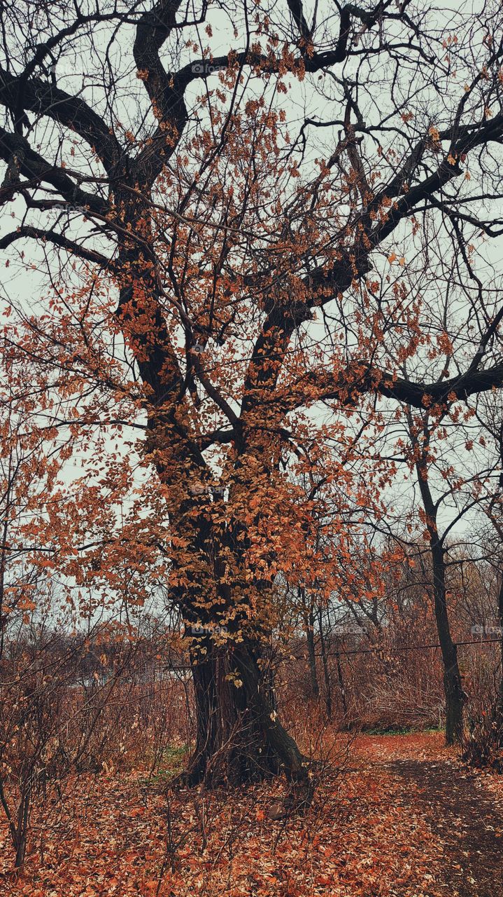 big old and strong tree