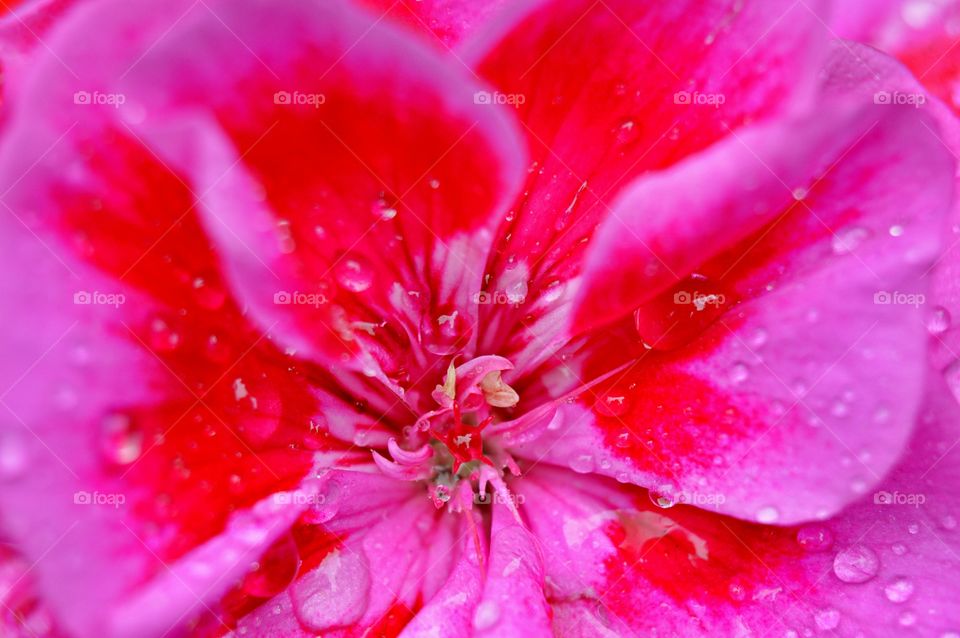 Close-up of geranium flower