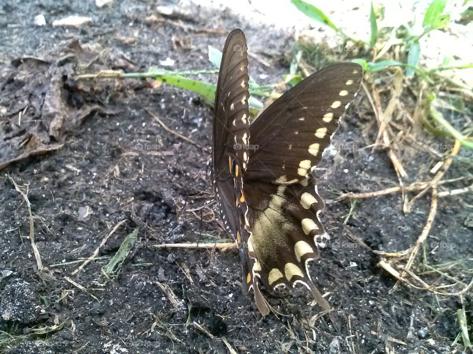 butterfly