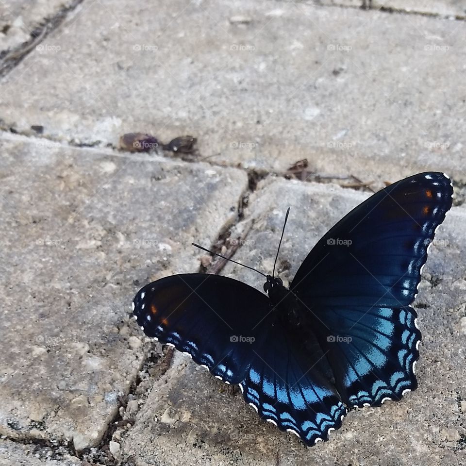 Butterfly on Bricks. just a random butterfly in my path.  the blue in the wings caught my eye.