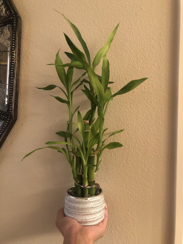 Bamboo