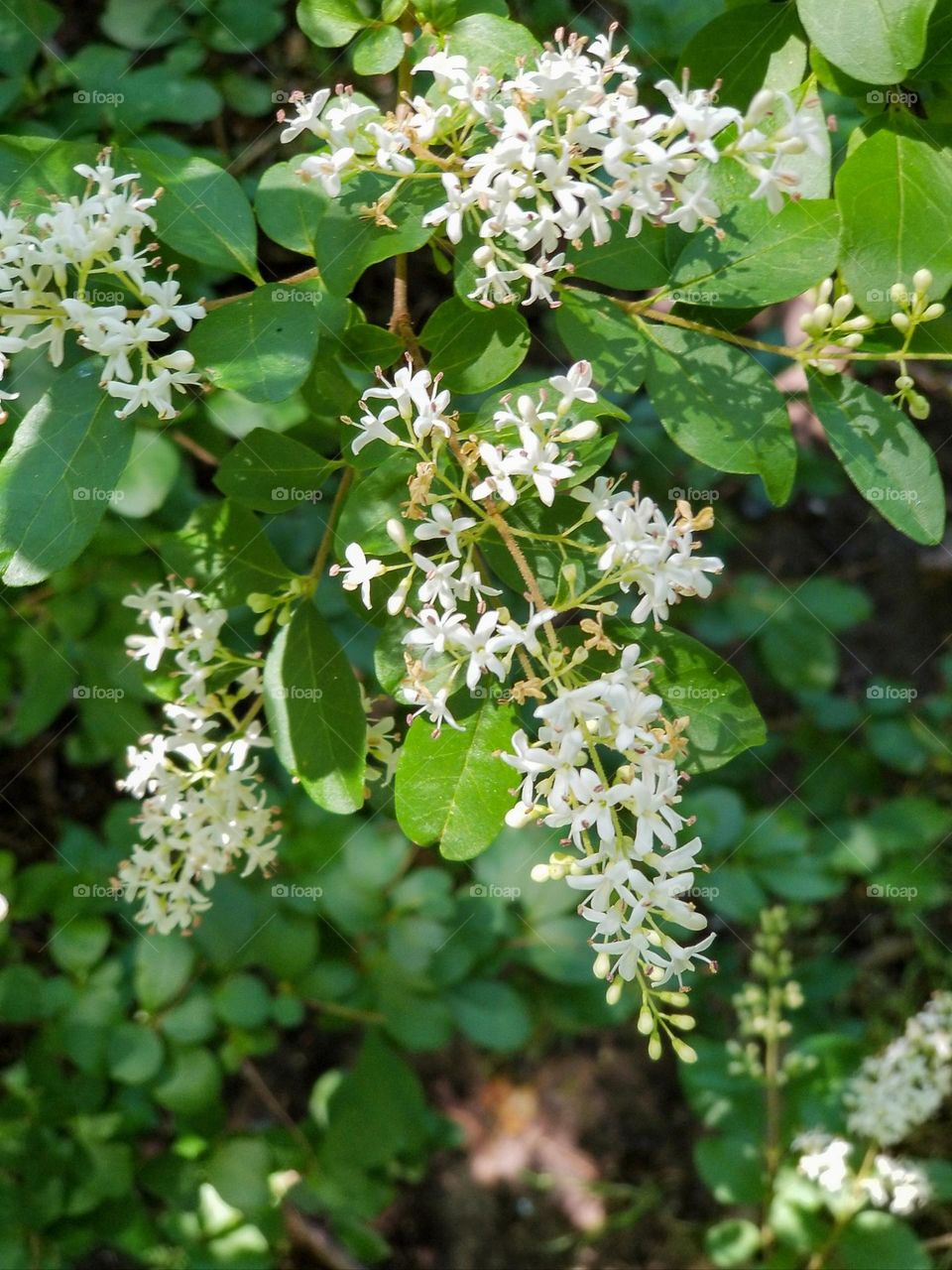 White Blossoms of a Chinese Privet Plant