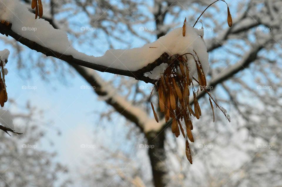 Snow covered tree branch