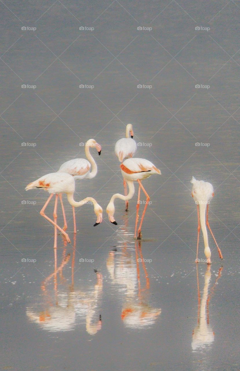Every winter, thousands of flamingos arrive to Cyprus, to spend the season in salt lakes around the island. Colorful and majestic, these beautiful birds are an attraction to locals and tourists. A sight worth watching.