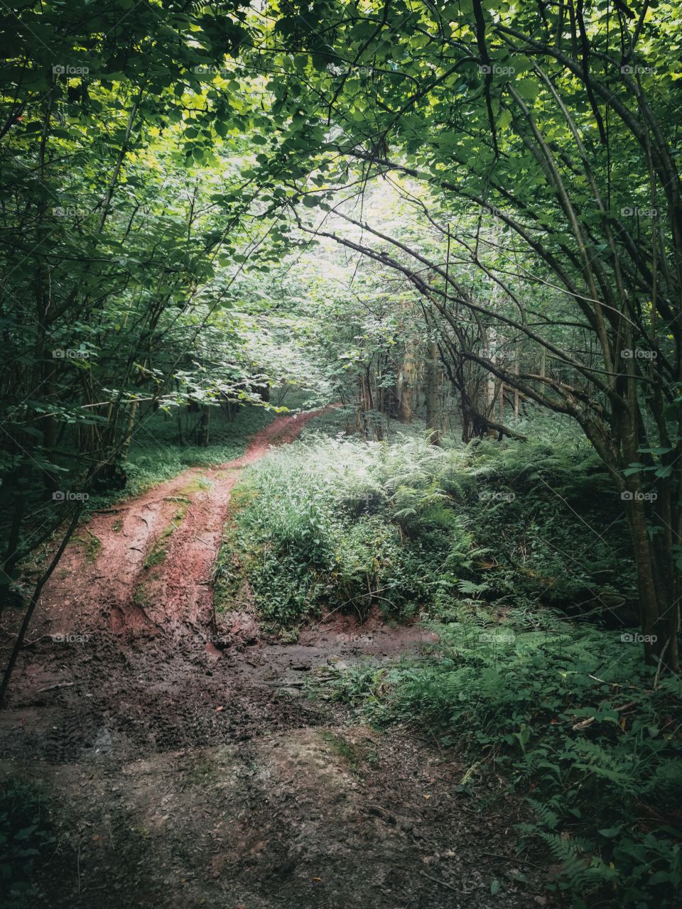 Mysterious woodland and ferns