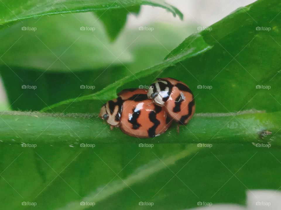 Ladybugs are hiding under the leaf.